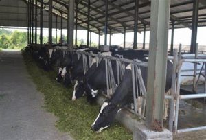 TRAINING BUDIDAYA SAPI PERAH BAGI PENYULUH PETERNAKAN